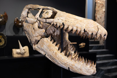 Prognathodon sp. skull