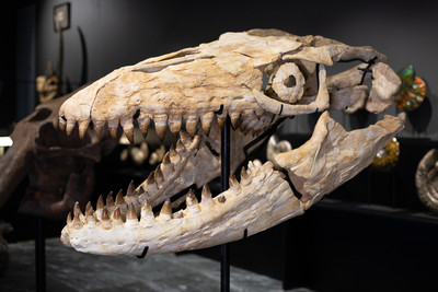 Prognathodon sp. skull