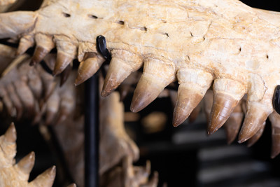 Prognathodon sp. skull