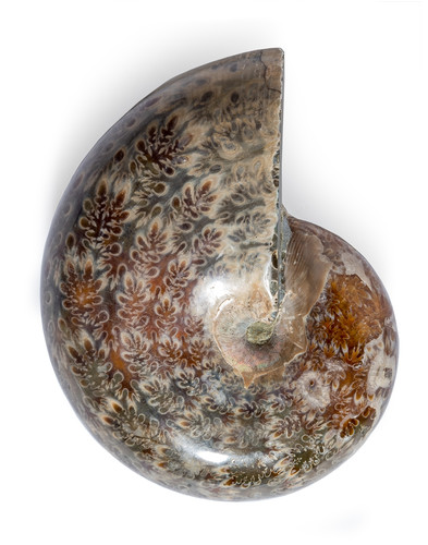Ammonite Phylloceras sp.