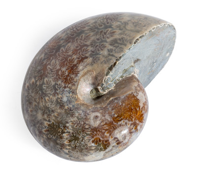 Ammonite Phylloceras sp.