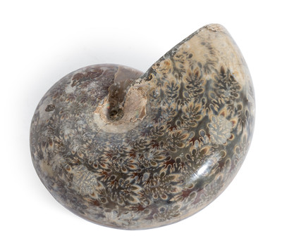 Ammonite Phylloceras sp.