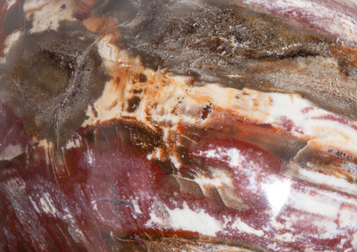 Petrified wood sphere