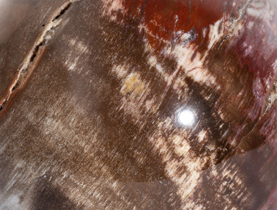 Petrified wood sphere