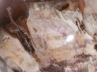 Petrified wood sphere