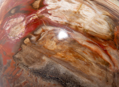 Petrified wood sphere