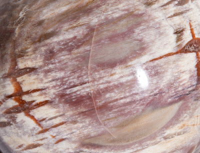 Petrified wood sphere