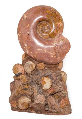 Ammonites Нammatoceras sp.