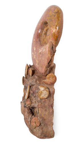 Ammonites Нammatoceras sp.