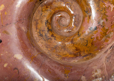 Ammonites Нammatoceras sp.