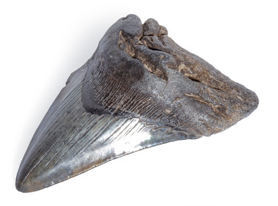 Megalodon tooth 11,7 cm (4.61