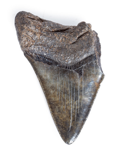 Megalodon tooth 11,7 cm (4.61