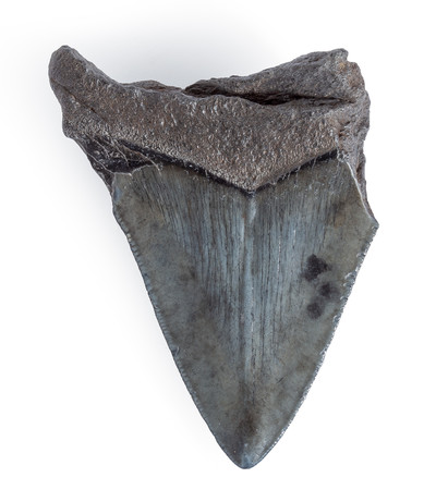 Megalodon tooth 10,3 cm (4.06