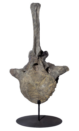 Apatosaurus vertebra