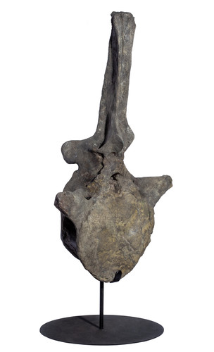 Apatosaurus vertebra