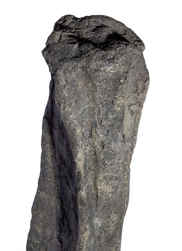 Apatosaurus vertebra