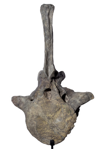 Apatosaurus vertebra