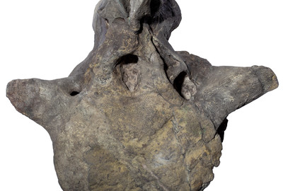 Apatosaurus vertebra