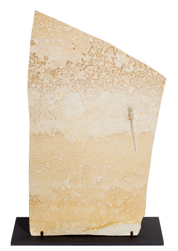 Dragonfly Protolindenia wittei 