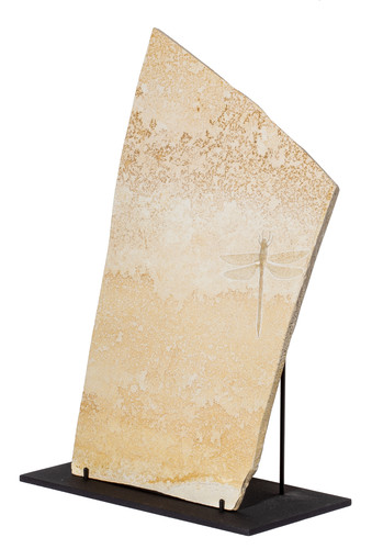 Dragonfly Protolindenia wittei 