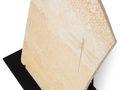 Dragonfly Protolindenia wittei 