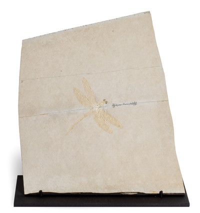 Dragonfly Protolindenia wittei 