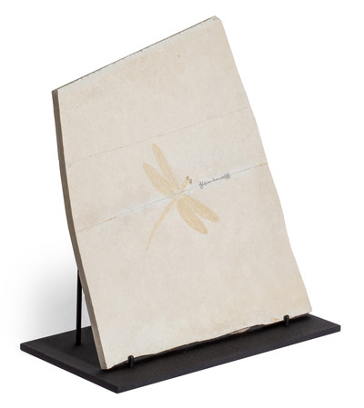 Dragonfly Protolindenia wittei 