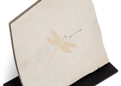 Dragonfly Protolindenia wittei 