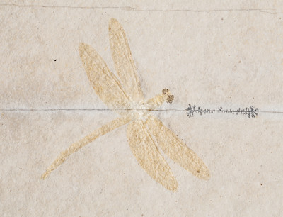 Dragonfly Protolindenia wittei 