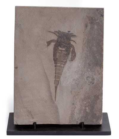 Racoscorpion Eurypterus remipes