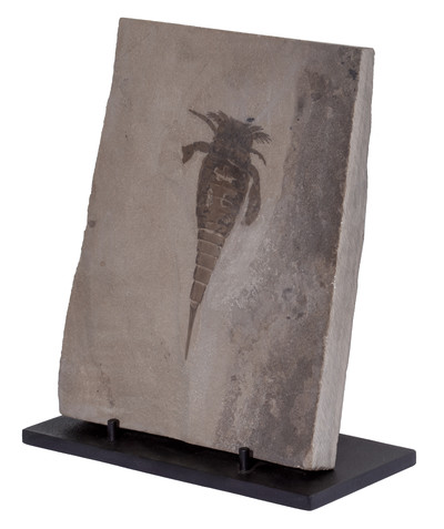 Racoscorpion Eurypterus remipes