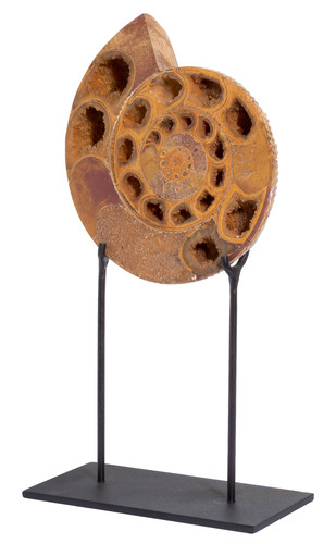 Ammonite Perisphinctes sp. 