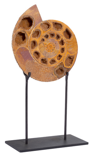 Ammonite Perisphinctes sp. 