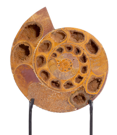 Ammonite Perisphinctes sp. 