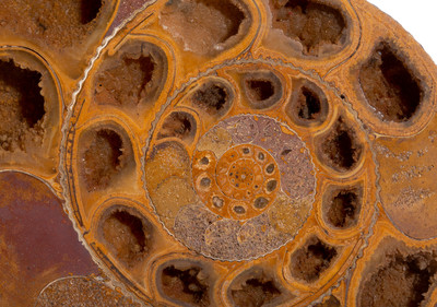 Ammonite Perisphinctes sp. 