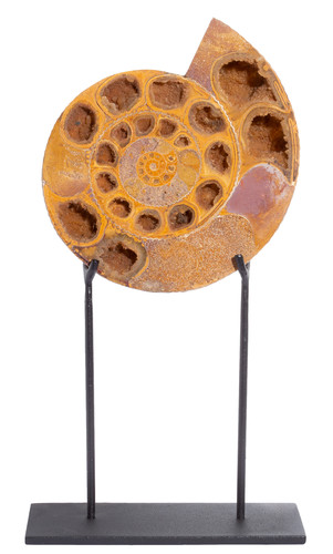 Ammonite Perisphinctes sp. 