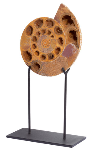 Ammonite Perisphinctes sp. 