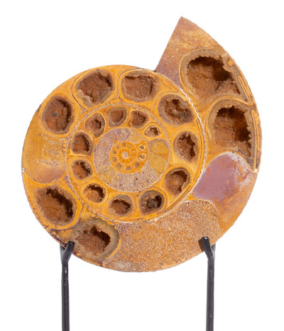 Ammonite Perisphinctes sp. 