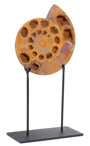 Ammonite Perisphinctes sp. 