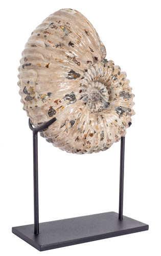 Ammonite Douvilleiceras mammilatum