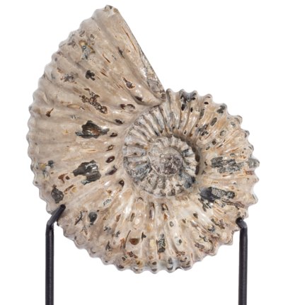 Ammonite Douvilleiceras mammilatum