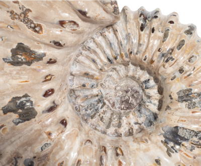 Ammonite Douvilleiceras mammilatum