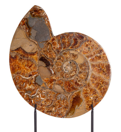Ammonite Cleoniceras sp.