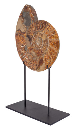 Ammonite Cleoniceras sp.