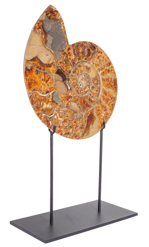 Ammonite Cleoniceras sp.