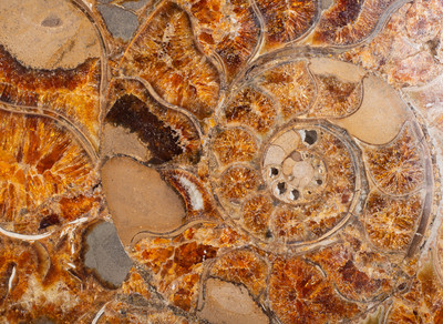 Ammonite Cleoniceras sp.