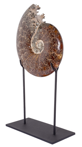 Ammonite Cleoniceras sp.