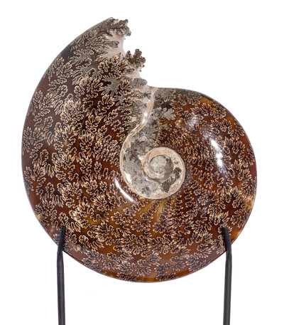 Ammonite Cleoniceras sp.