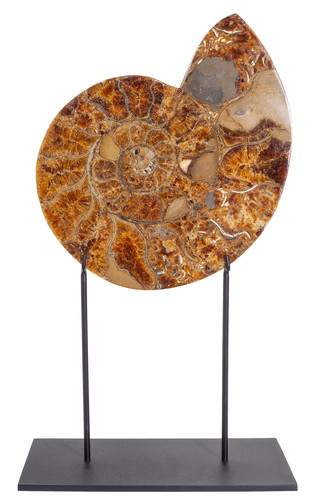 Ammonite Cleoniceras sp. 