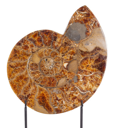 Ammonite Cleoniceras sp. 